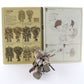Maschinen Krieger Zbv3000 Melusine Panzer Kampf Anzug Ausf M 1/20 Built Painted