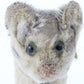 Antique Steiff Cat Stuffed Cat W/ Ribbon & Bell Glass Eyes 4"