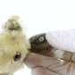 Vintage 10.5" Linda Mohair Stuffed Kangaroo Steiff Animal 1950s Era Button